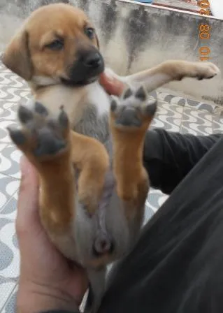 Cachorro ra a SRD idade Abaixo de 2 meses nome FILHOTE FÊMEA
