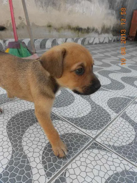 Cachorro ra a SRD idade Abaixo de 2 meses nome FILHOTE FÊMEA