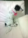 poá
