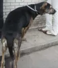 Scooby