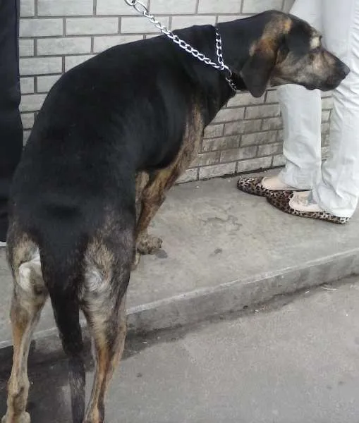 Cachorro ra a SRD idade 2 anos nome Scooby