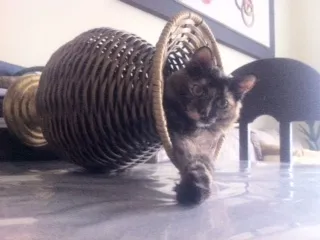 Gato ra a  idade 2 anos nome Nina