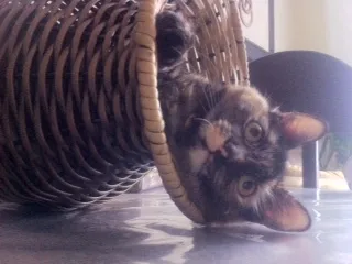 Gato ra a  idade 2 anos nome Nina