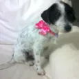 poá