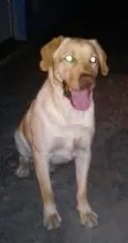 Cachorro ra a Labrador idade 2 anos nome Sebastião