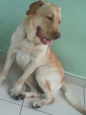 Cachorro raça Labrador idade 2 anos nome Sebastião