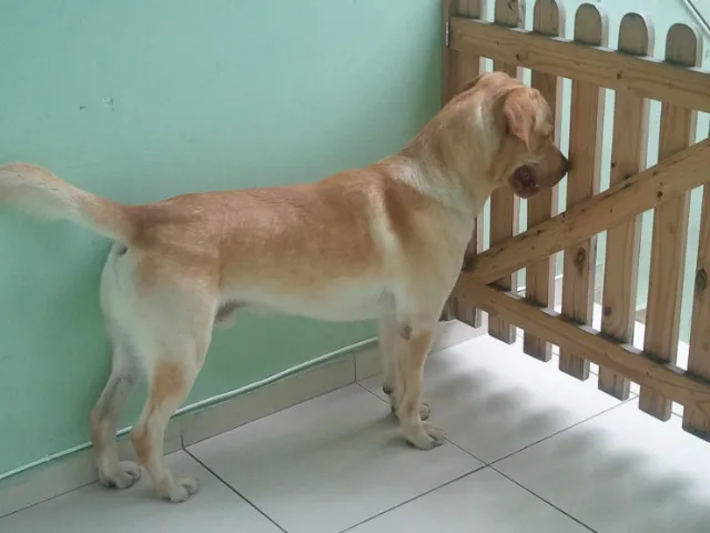 Cachorro ra a Labrador idade 2 anos nome Sebastião