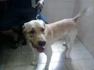 Cachorro ra a Labrador idade 2 anos nome Sebastião