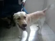 Sebastião