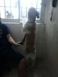 Sebastião