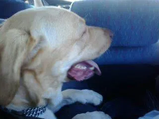 Cachorro ra a Labrador idade 2 anos nome Sebastião