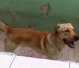 Sebastião
