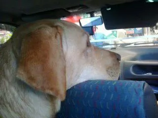 Cachorro ra a Labrador idade 2 anos nome Sebastião