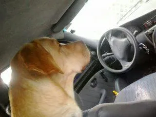 Cachorro ra a Labrador idade 2 anos nome Sebastião