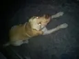 Sebastião