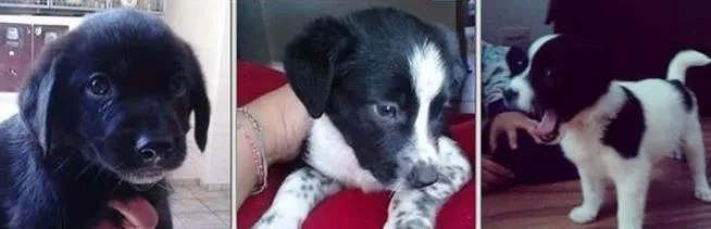 Cachorro ra a SRD idade Abaixo de 2 meses nome Filhotes