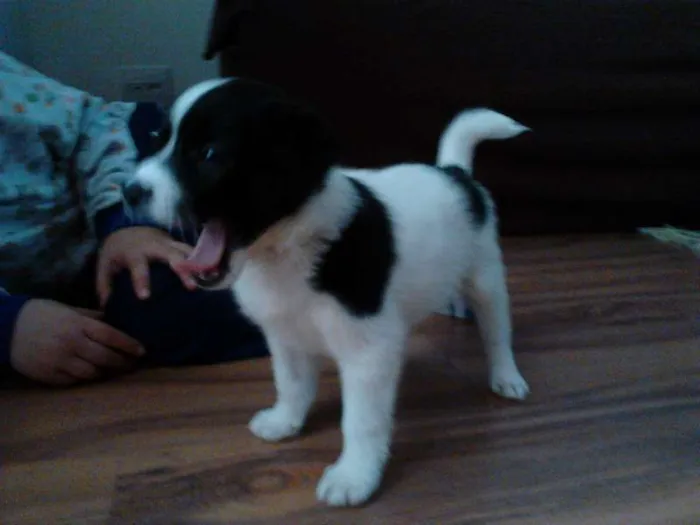 Cachorro ra a SRD idade Abaixo de 2 meses nome Filhotes