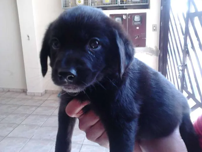 Cachorro ra a SRD idade Abaixo de 2 meses nome Filhotes