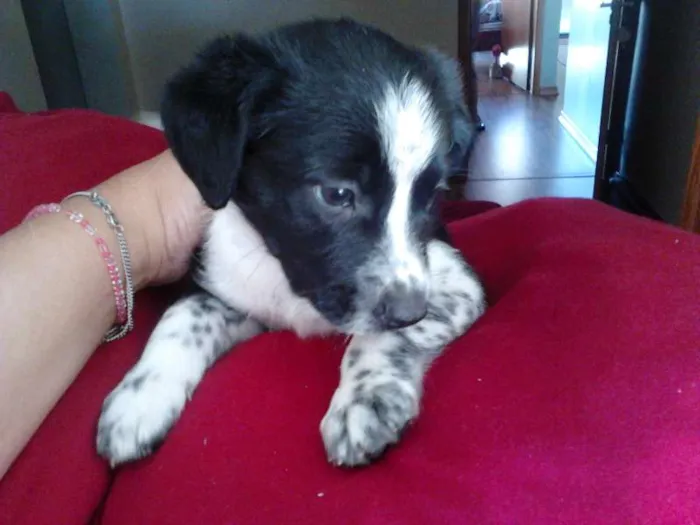 Cachorro ra a SRD idade Abaixo de 2 meses nome Filhotes