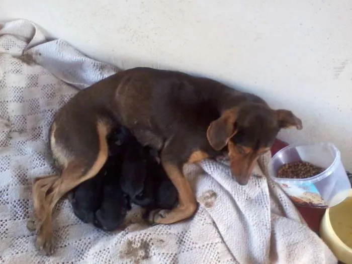 Cachorro ra a Vira-lata idade 3 anos nome Princesa e filhotes