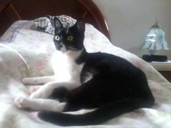 Gato ra a SRD idade 2 a 6 meses nome Chanel