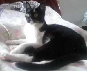 Gato raça SRD idade 2 a 6 meses nome Chanel
