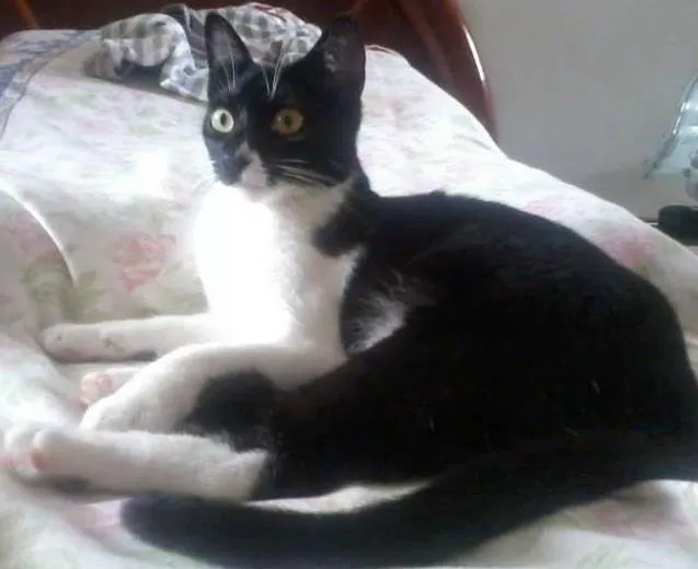 Gato ra a SRD idade 2 a 6 meses nome Chanel