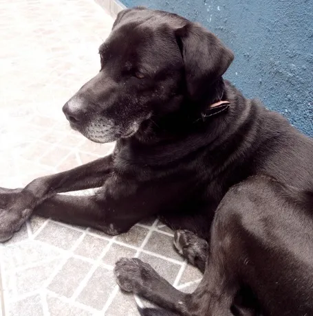 Cachorro raça srd idade 3 anos nome não sei