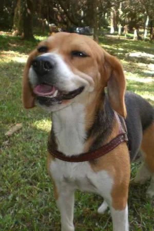 Cachorro raça BEAGLE idade 4 anos nome LAIKA GRATIFICA