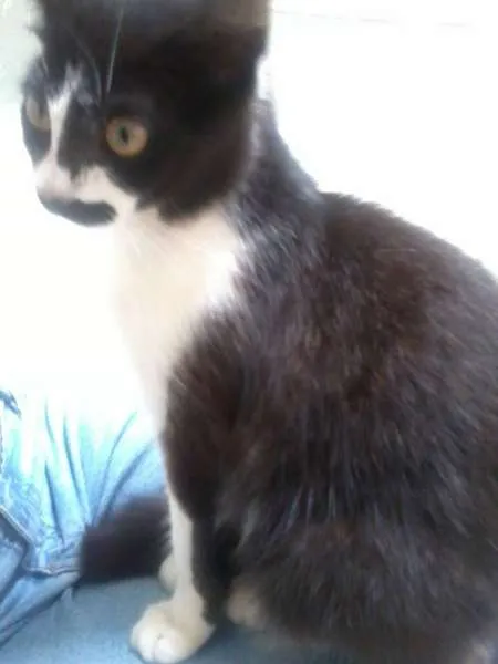 Gato ra a SRD idade 2 a 6 meses nome Musashi