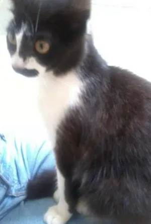 Gato raça SRD idade 2 a 6 meses nome Musashi