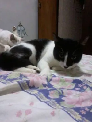 Gato raça SRD idade 7 a 11 meses nome Bento