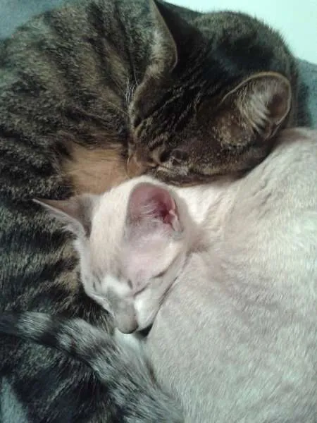 Gato ra a SRD idade 2 a 6 meses nome Ferinha e Francisco