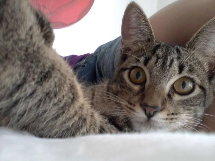 Gato ra a SRD idade 2 a 6 meses nome Ferinha e Francisco