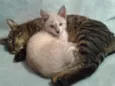 Ferinha e Francisco