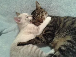 Gato raça SRD idade 2 a 6 meses nome Ferinha e Francisco