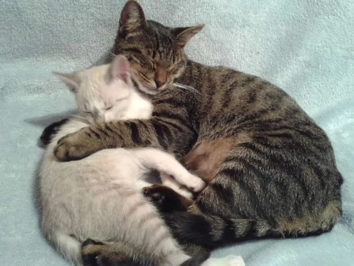 Gato ra a SRD idade 2 a 6 meses nome Ferinha e Francisco