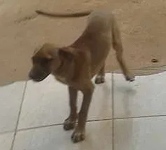 Cachorro ra a vira lata idade 2 a 6 meses nome sem nome