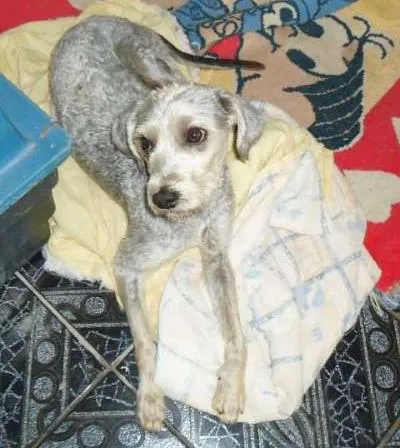 Cachorro raça SRD idade 2 anos nome Belinha e Bolinho