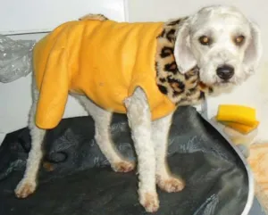 Cachorro raça SRD idade 2 anos nome Belinha e Bolinho