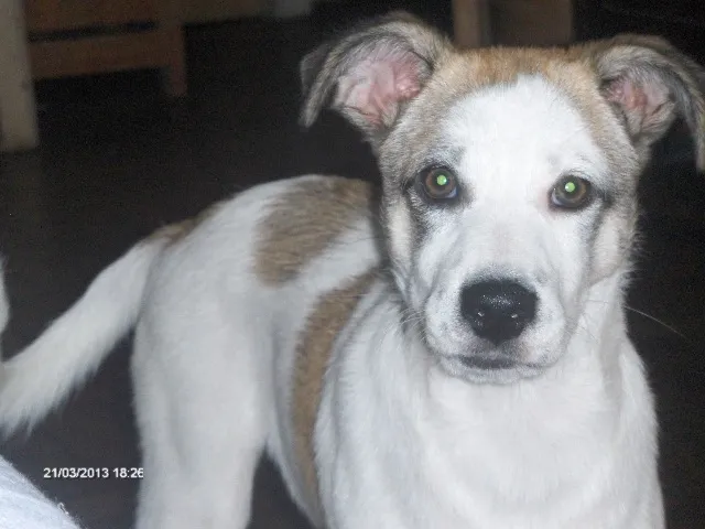 Cachorro ra a SRD idade 7 a 11 meses nome billy