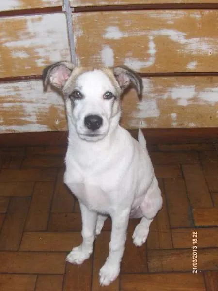 Cachorro ra a SRD idade 7 a 11 meses nome billy