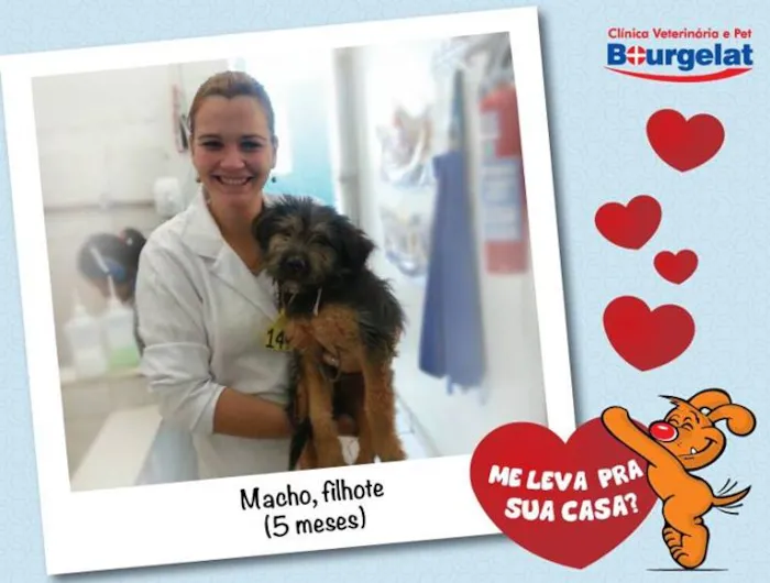 Cachorro ra a SRD idade  nome Filhotinho
