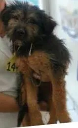 Cachorro ra a SRD idade  nome Filhotinho