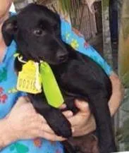 Cachorro ra a SRD idade  nome Filhote