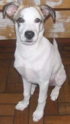 Cachorro ra a SRD idade 7 a 11 meses nome billy
