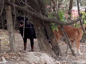 Cachorro raça ROTWEILLER idade 2 anos nome RESGATE