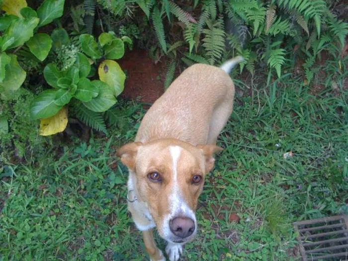 Cachorro ra a INDEFINIDA idade 5 anos nome PUCCA