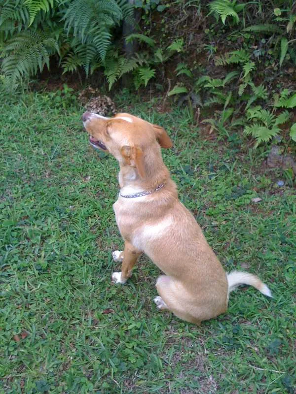 Cachorro ra a INDEFINIDA idade 5 anos nome PUCCA