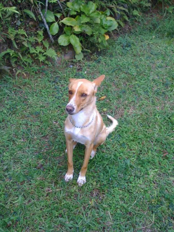 Cachorro ra a INDEFINIDA idade 5 anos nome PUCCA